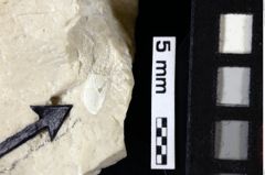 Foto (Detailansicht) von Galatheoidea indet. (NHMW-GEO-1990-0041-0115a)